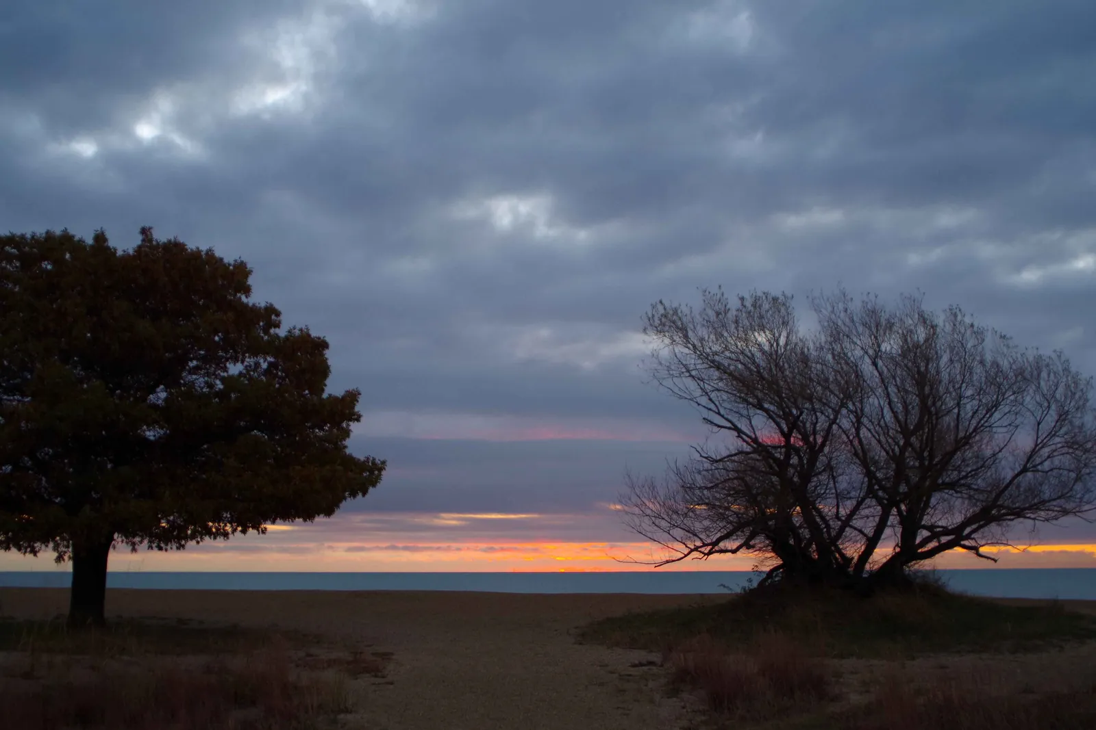 Two trees, one leafy and one bare, silhouetted against a band of orange sunrise light under grey clouds