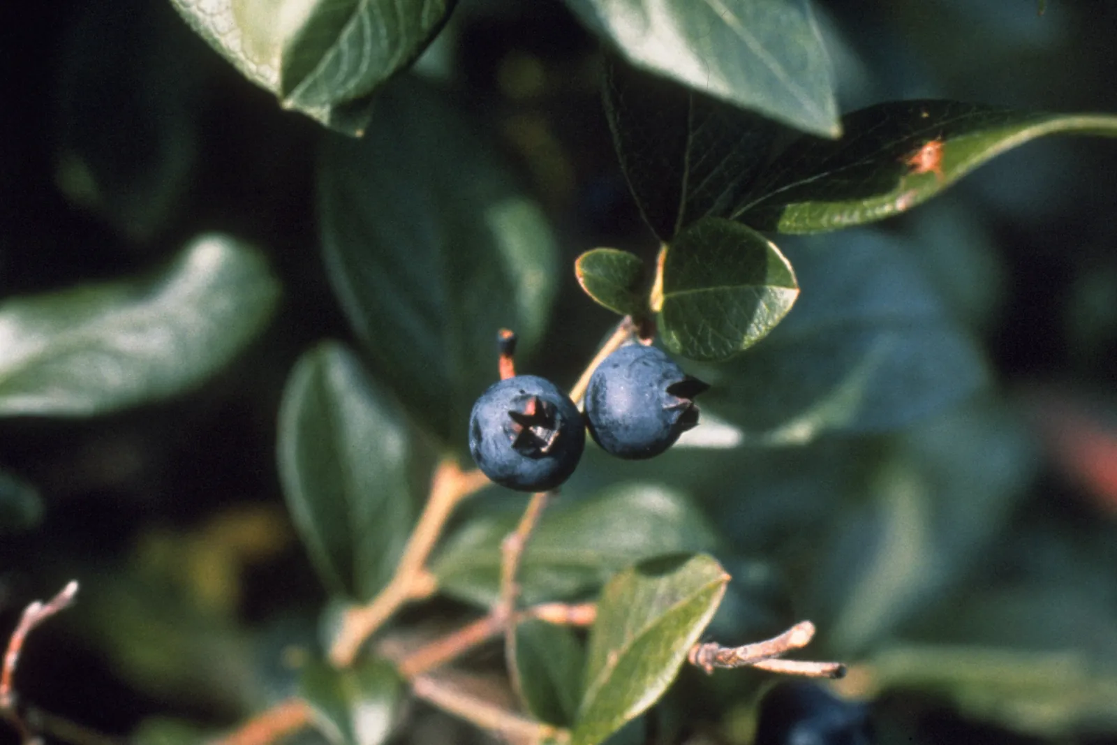 Two ripe wild blueberries on a low shrub among glossy green leaves