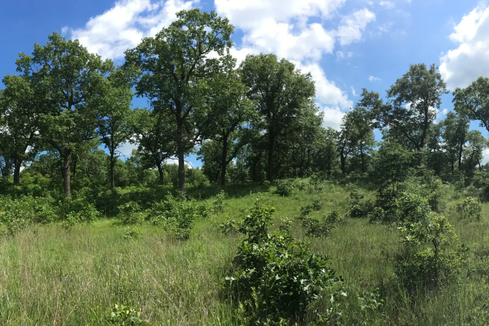 Open oak savanna with tall summer grass and scattered oaks under a blue sky with white clouds